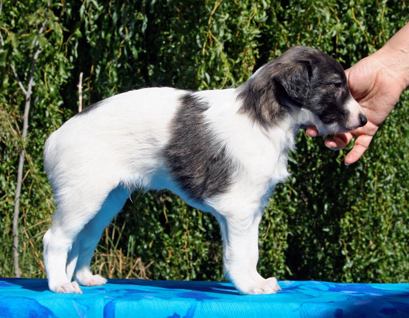 Surf Spots - Boy 2 Right